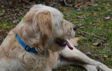 the dog is lying on the grass