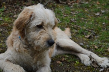 the dog is lying on the grass