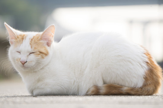 居眠り 野良猫