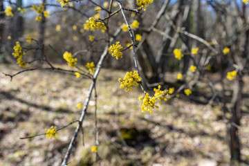 Kornelkirschen Blüten auf kahlem Zweig