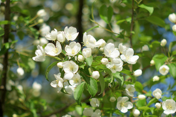 Garden of Eden with blooming apple trees - closeup.