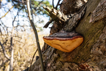 Rotrandiger Baumschwamm auf Baumstamm