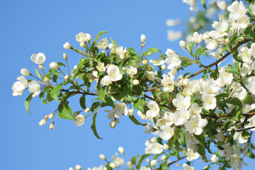 Garden of Eden with blooming apple trees - closeup.