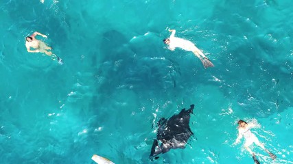 Aerial view of Manta rays group. Swimming with manta. snorkeling in the Indian ocean - Powered by Adobe