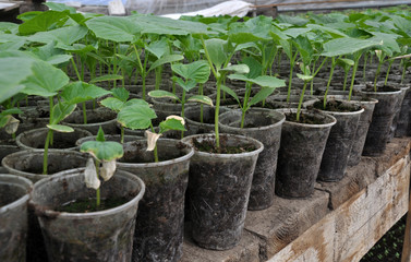 Growing seedlings of cucumbers in plastic pots