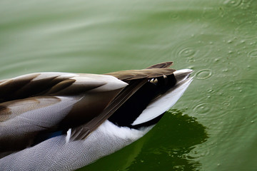 Pato