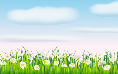 Spring field of flowers of daisies, chamomile and green juicy grass, meadow, blue sky, white clouds. Vector, illustration, isolated, template, banner, flyer