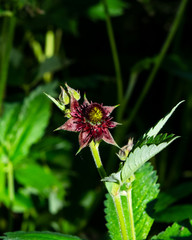 Flower of Purple marshlocks or swamp cinquefoil, Comarum palustre macro, selective focus, shallow DOF