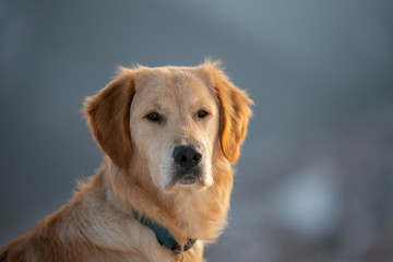 Golden retriever dog looking into camera