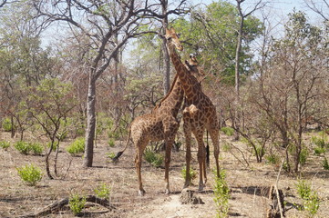 Giraffen Safari Senegal 