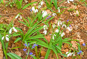 Snowdrop spring flowers