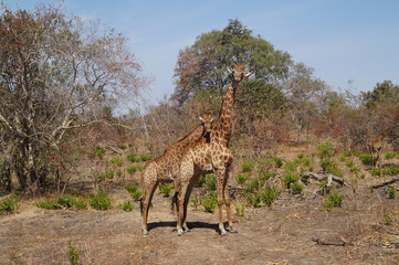 Giraffen Safari Senegal 