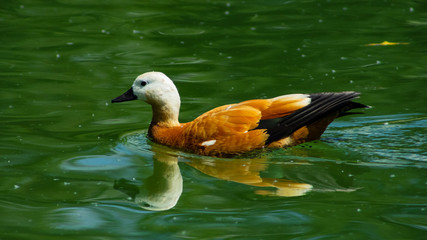 Female Ruddy shelduck Tadorna ferruginea swimming close-up portrait, selective focus, shallow DOF