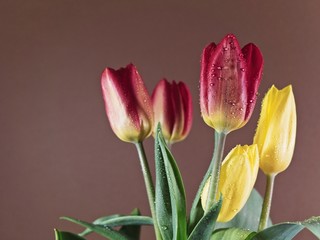 Still life with spring tulips
