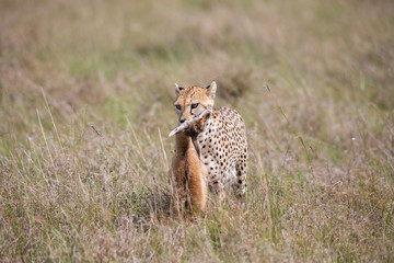 Cheetah with prey