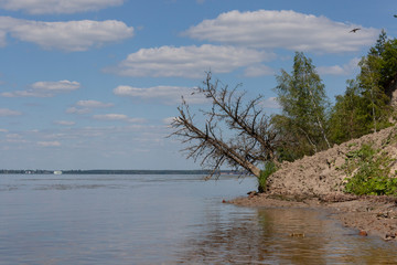 tree on the shore of lake