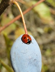 Ladybug on a blue plum in fruit garden, closeup