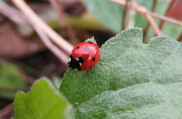 ladybug on green leaf in the garden, closeup
