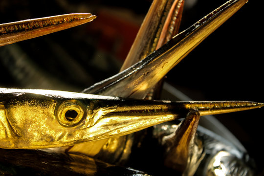 Peces espada 