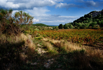 Fototapeta premium France, Languedoc-Roussillion, Montagne de la Clape, Vineyard