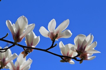 Magnolia flowers against the sky