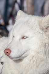 Husky dog white color with blue eyes