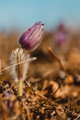 spring purple pasqueflower
