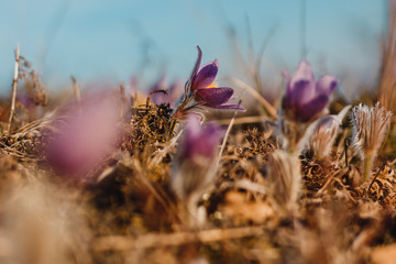 spring purple pasqueflower