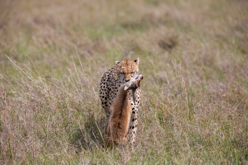 Cheetah with prey