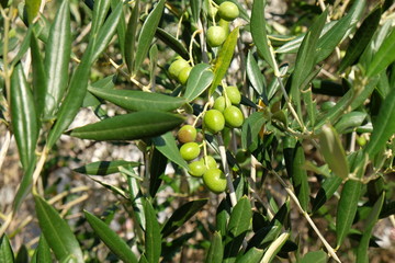 Olive tree branch, olive garden in Lun, Island of Pag .Croatia
