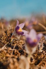 spring purple pasqueflower
