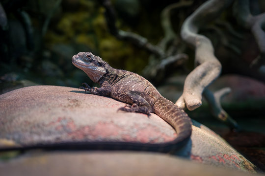 Small reptile in Frankfurt Zoo