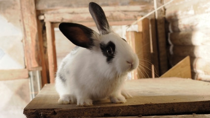 Obraz premium White was stolen with black spots on ears. Close up. Farm. The nice small animal needs the help. Furs and fur for beautiful products.