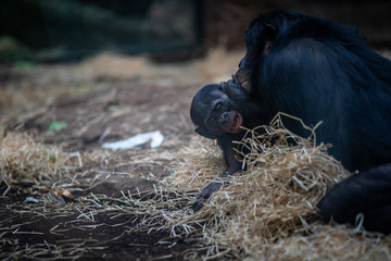 A baby ape in Frankfurt Zoo
