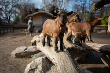 Small goat in Frankfurt Pettingzoo