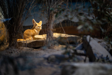 A small desert fox in Frankfurt Zoo