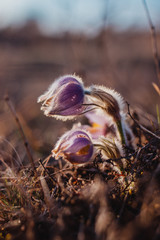 spring purple pasqueflower