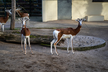 Two gazelles in Frankfurt Zoo