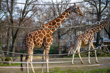 Two giraffes in Frankfurt Zoo