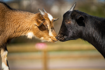 Small goat in Frankfurt Pettingzoo