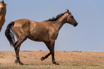 Horses at a watering place drink water and bathe during strong heat and drought. Kalmykia region, Russia.