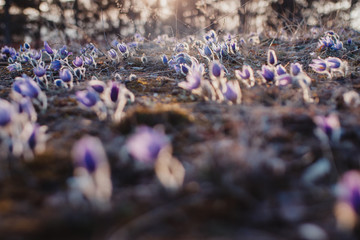 spring purple pasqueflower