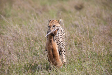 Cheetah with prey