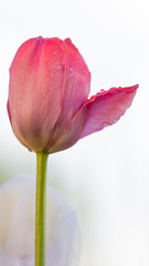 delicate pink tulip with water drops