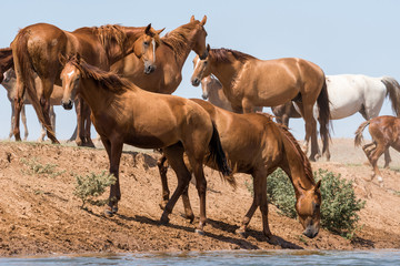 Obraz premium Horses at a watering place drink water and bathe during strong heat and drought. Kalmykia region, Russia.