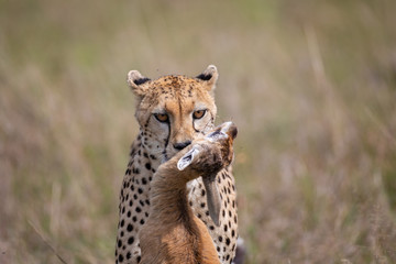 Cheetah with prey