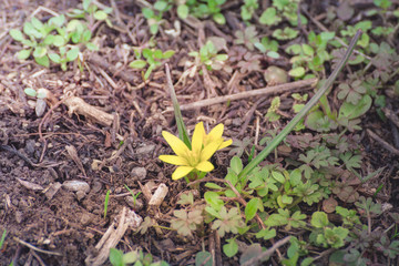 goose onions Gagea lutea in early spring.