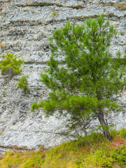 wall, texture, stone, nature, moss, rock, green, old, rough, grunge, abstract, tree, water, brick, pattern, waterfall, textured, cement, natural, concrete, surface, white, rocks, forest, marble