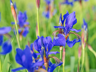 Blaue Schwertlilien, Iris