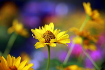 yellow flowers